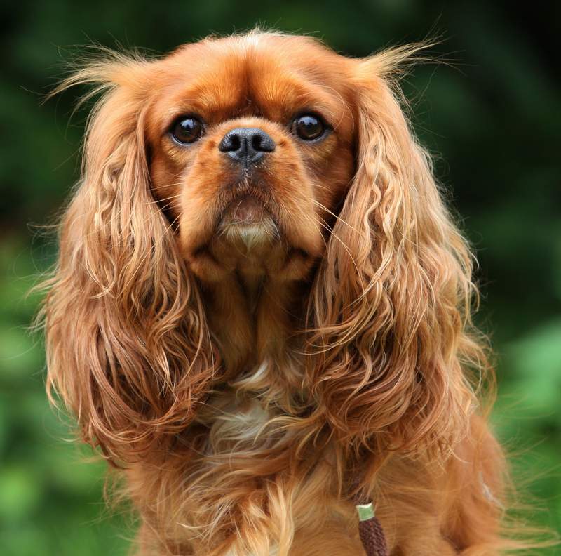 Cavalier King Charles spaniel